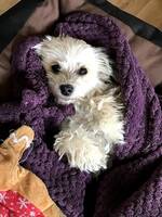 Bichon havanais