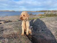 Cockapoo Max Cockapoo Max