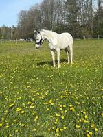 Arabiskt fullblod (ponny)