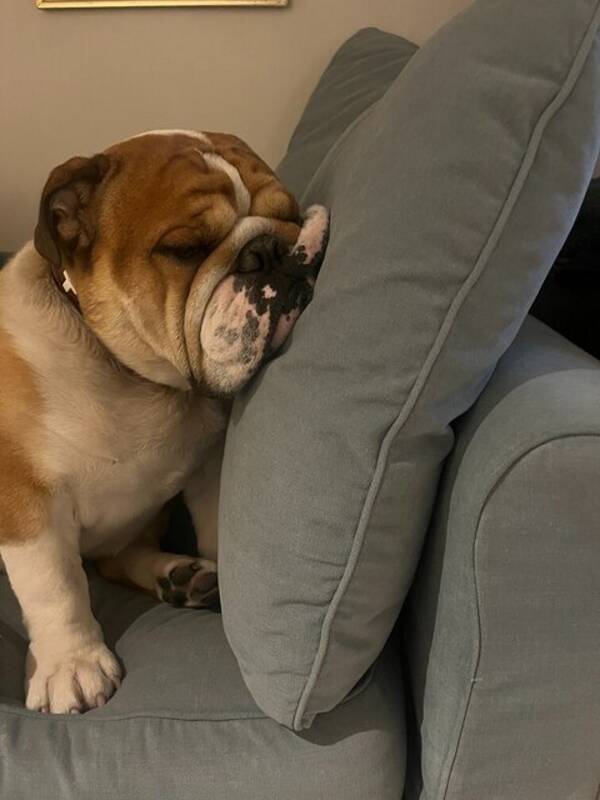 Hund - Otto (engelsk bulldog)