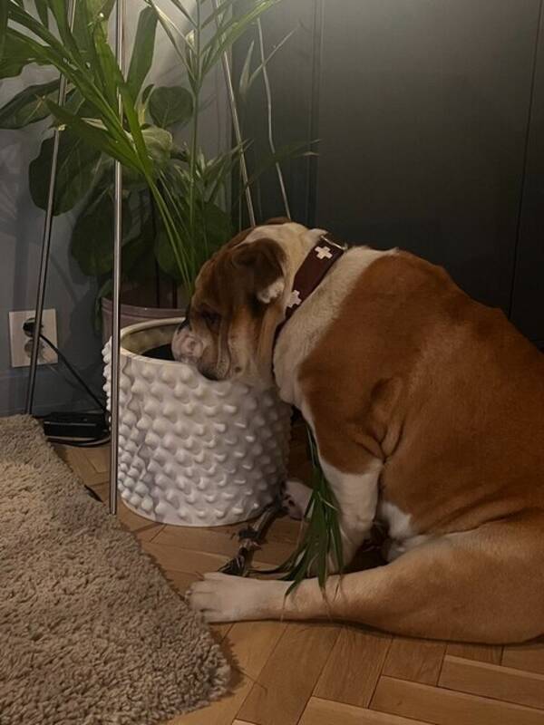 Hund - Otto (engelsk bulldog)