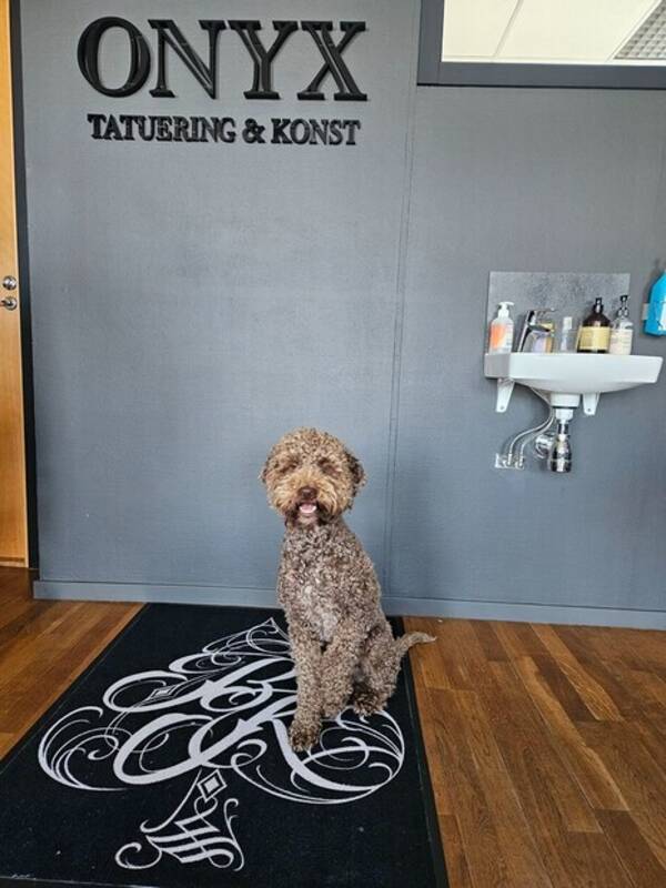Hund - Ludde Lagotton