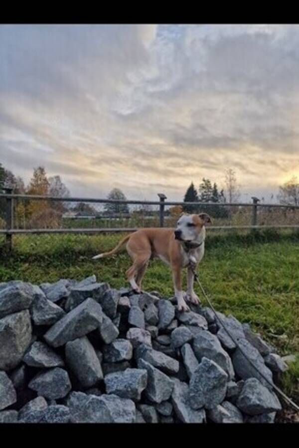 Hund - Enzo