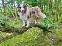 Australian shepherd Tristan