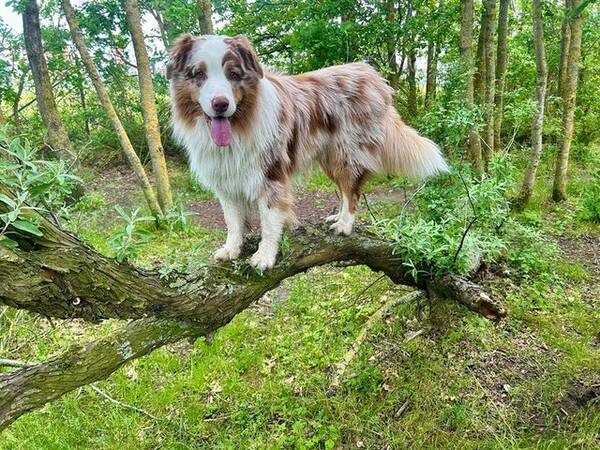 Hund - Australian shepherd Tristan