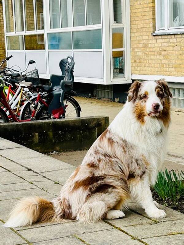 Hund - Australian shepherd Tristan
