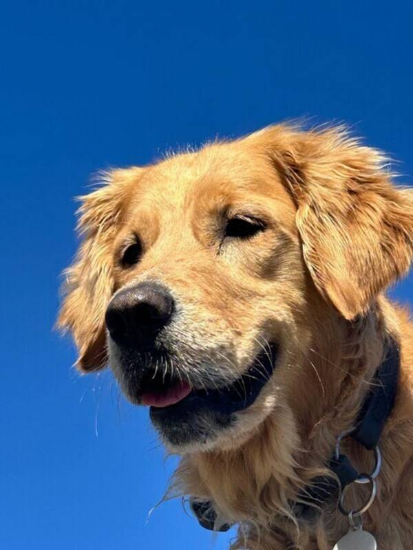 Hund - Golden Retriever Hund - Golden Retriever