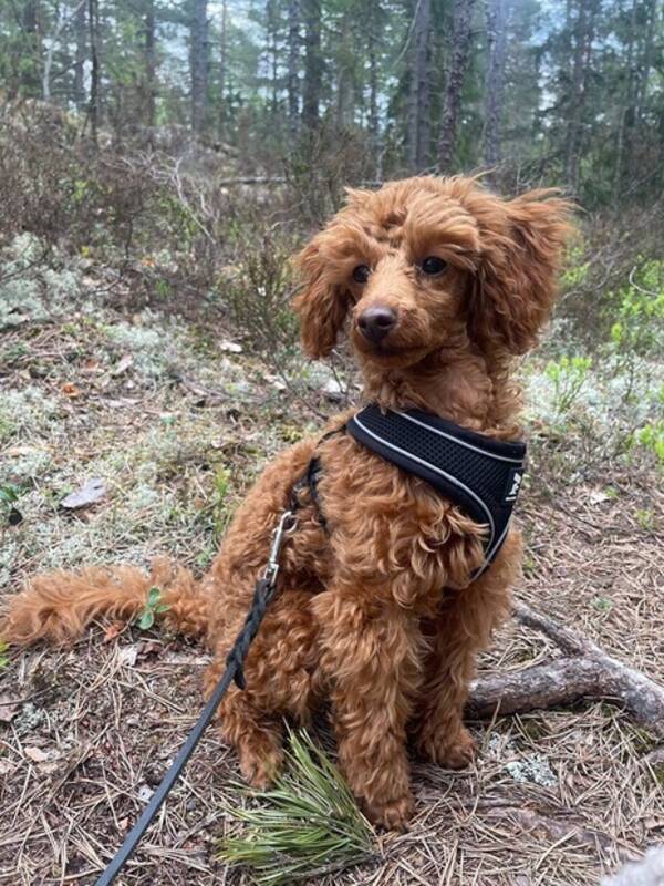 Hund - Vera