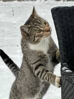 Katten min Boble  og Simba 