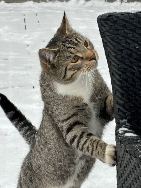 Katt - Katten min Boble  og Simba 