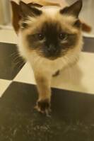 Ragdoll 