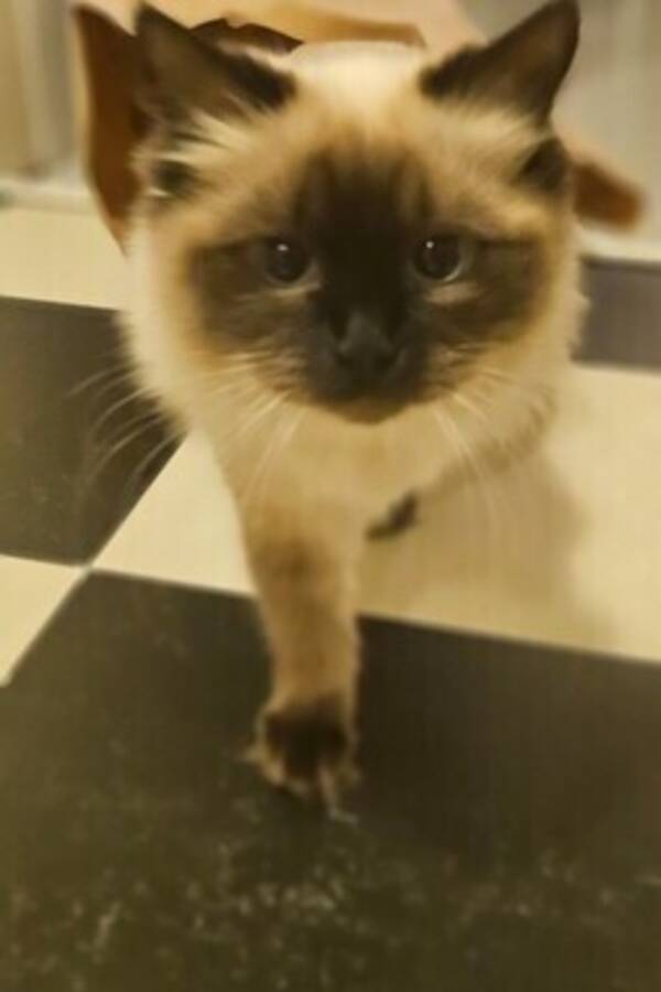 Katt - Ragdoll 