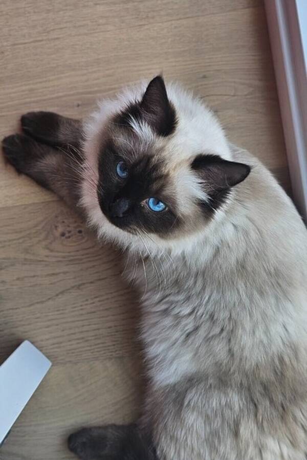 Katt - Ragdoll 