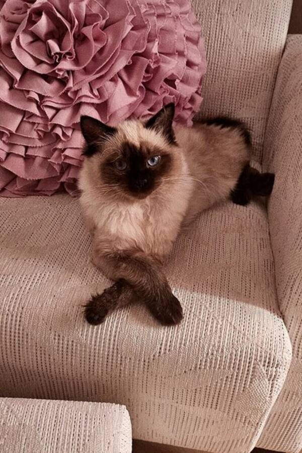 Katt - Ragdoll 