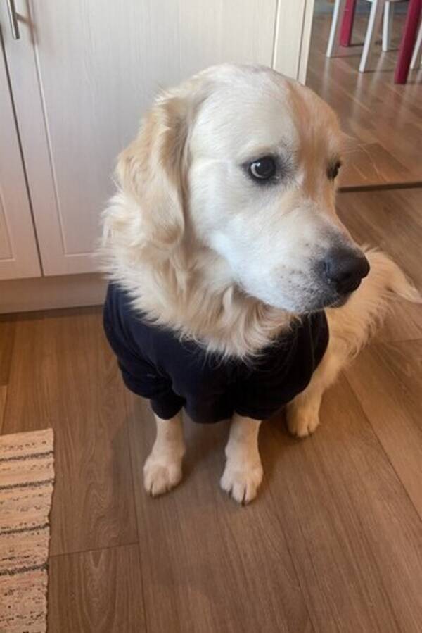 Hund - Golden retriever