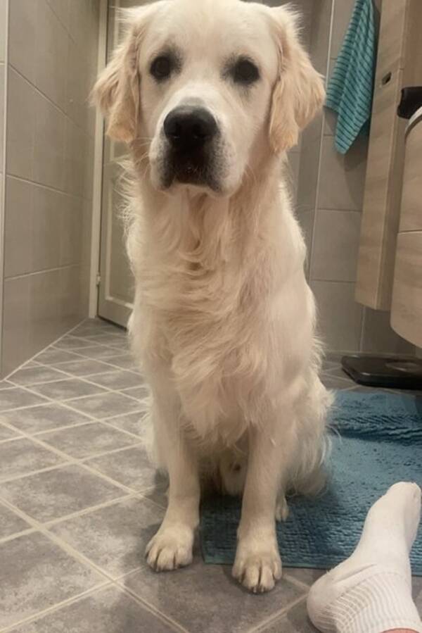 Hund - Golden retriever Hund - Golden retriever