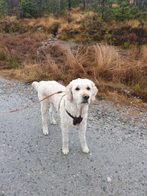 Hund - Goldendoodle Cesar Hund - Goldendoodle Cesar