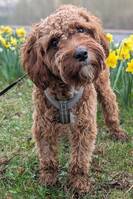 Cavapo Fudge Cavapo Fudge