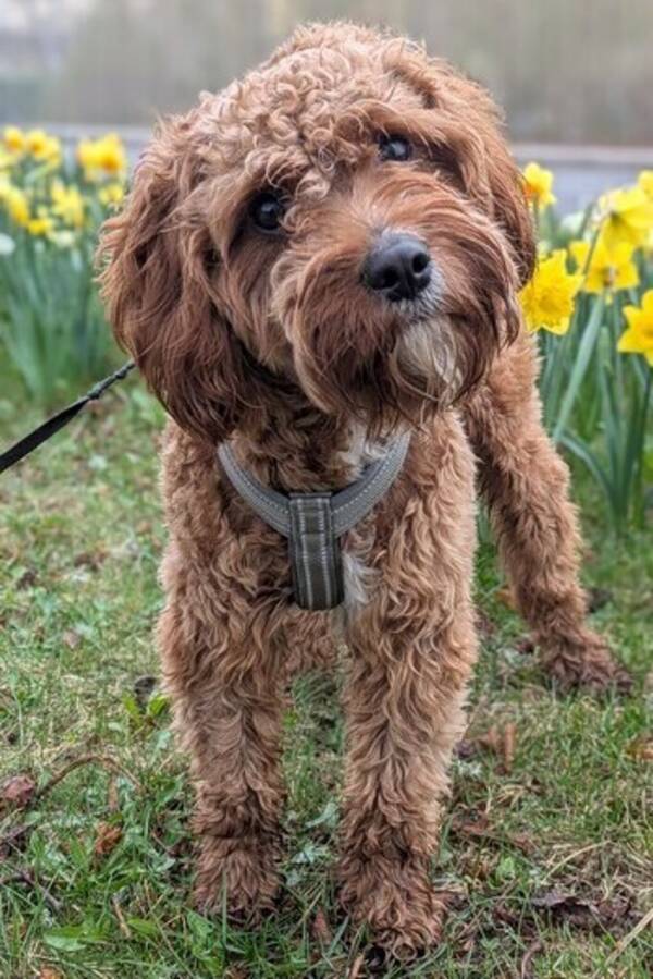 Hund - Cavapo Fudge 