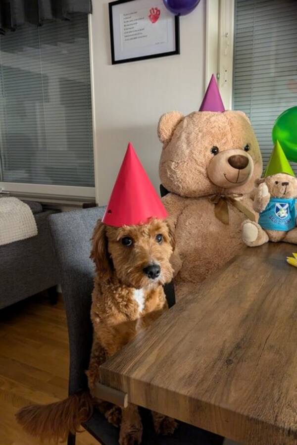 Hund - Cavapo Fudge 