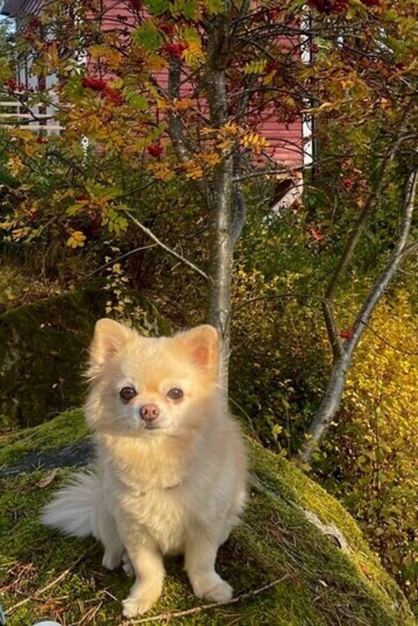Hund - pomchin Alicia