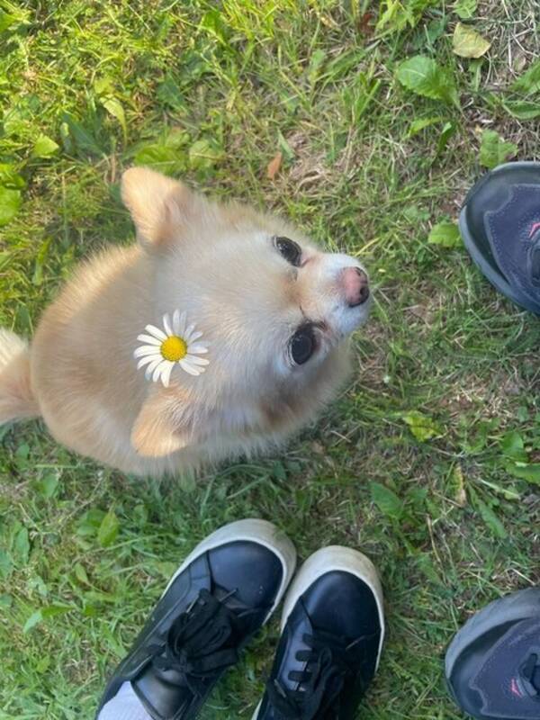 Hund - pomchin Alicia