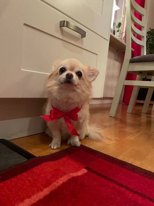 Hund - pomchin Alicia