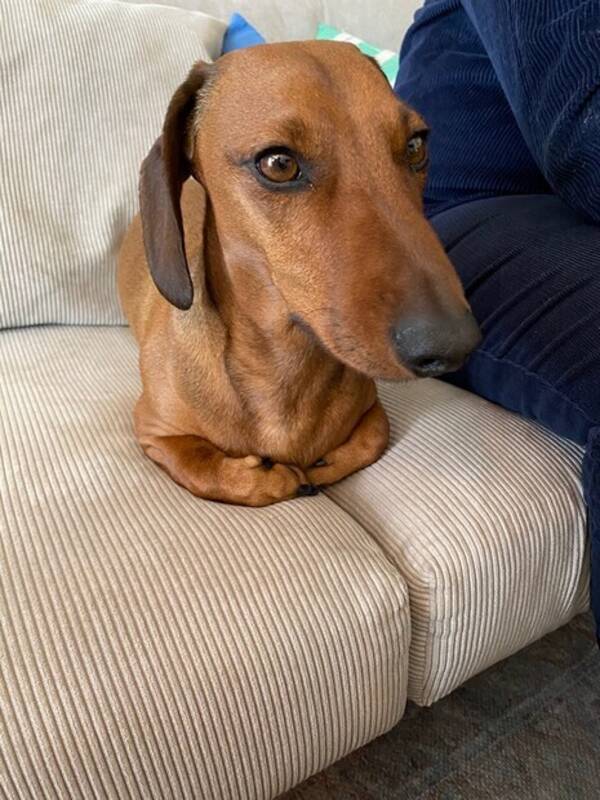 Hund - Dvrgtaxen Milton