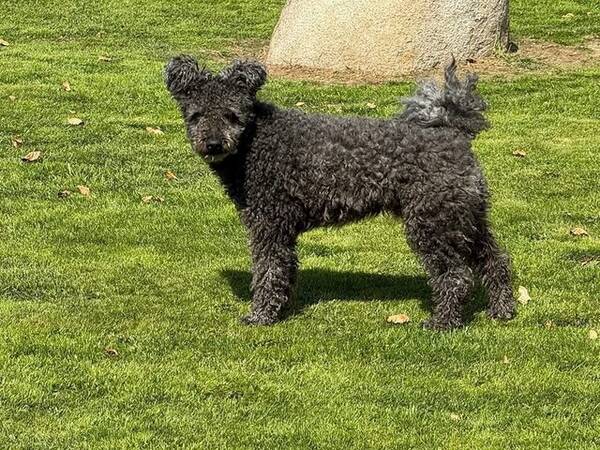 Hund - Pumin Qrasse Qruth