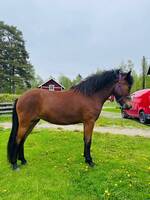 Islandshästen Freydis, 2 år Islandshästen Freydis, 2 år