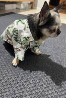 Chihuahuan Jacki