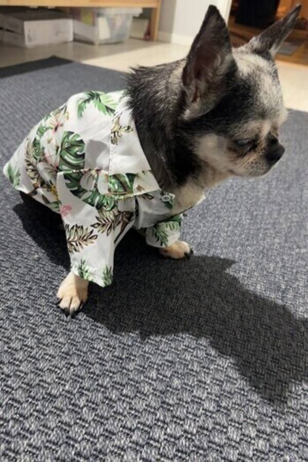 Hund - Chihuahuan Jacki