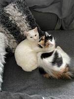 Fina och gulliga katter Fina och gulliga katter