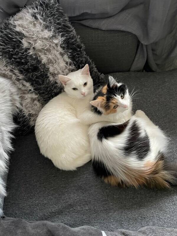 Katt - Fina och gulliga katter