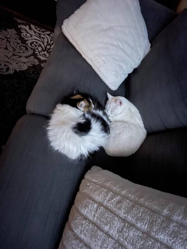 Katt - Fina och gulliga katter