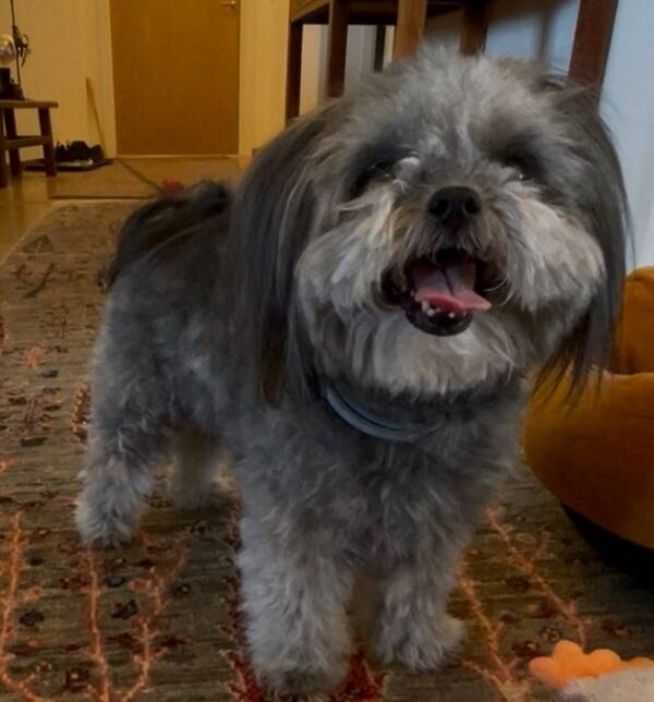 Hund - Stella