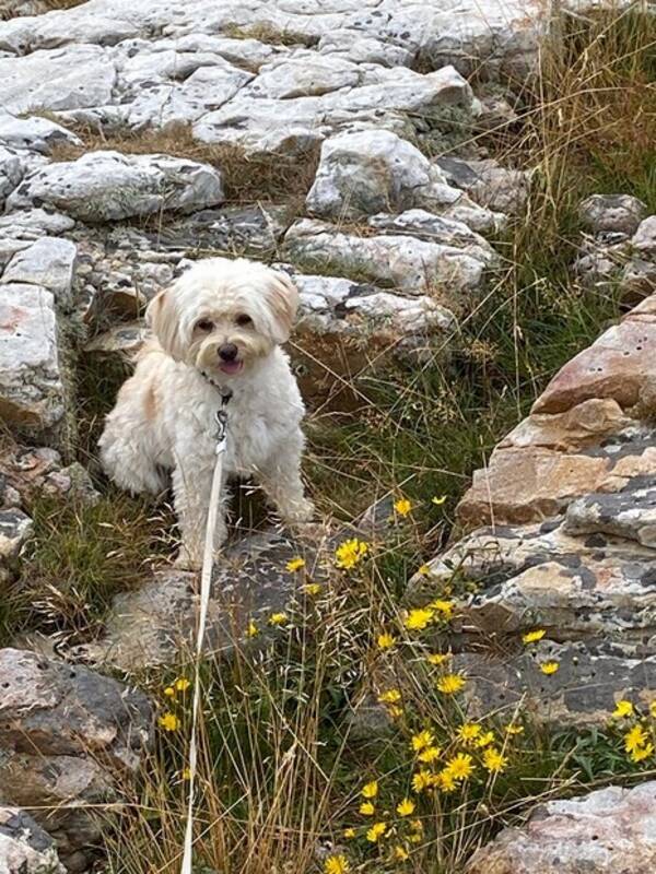 Hund - Hund