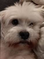 Lhasa apso