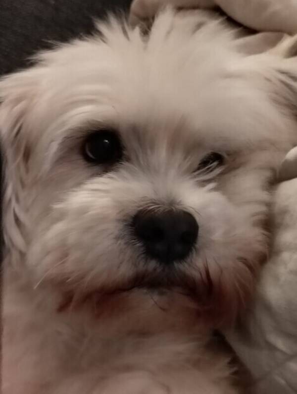 Hund - Lhasa apso