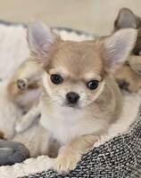 Chihuahuavalp 
