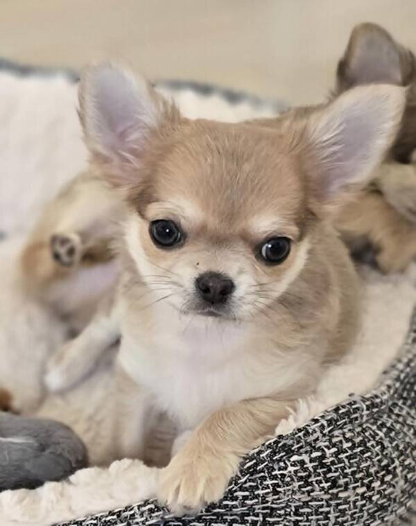 Hund - Chihuahuavalp 