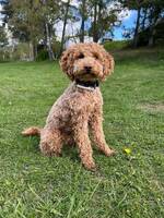 Nayvee - Labradoodle