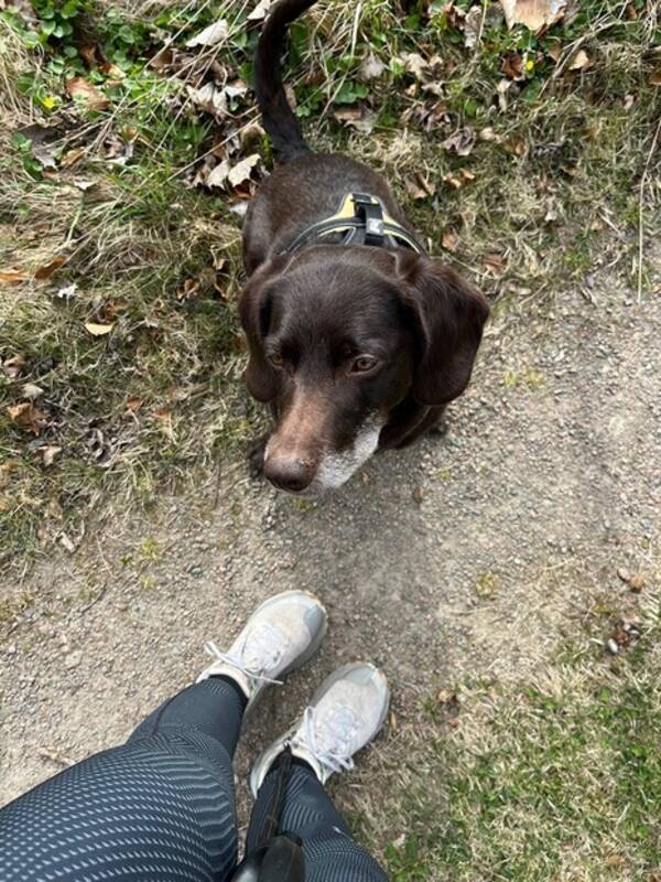 Hund - Blandrastik Wahtel/stsibirisk laika
