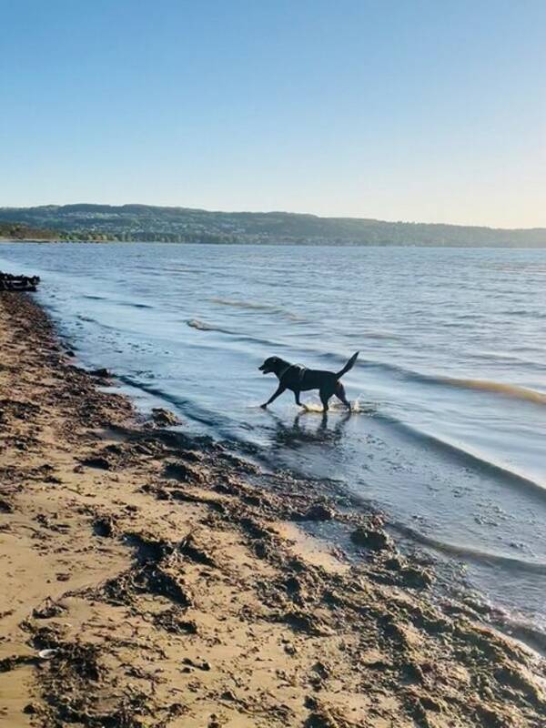 Hund - Blandrastik Wahtel/stsibirisk laika