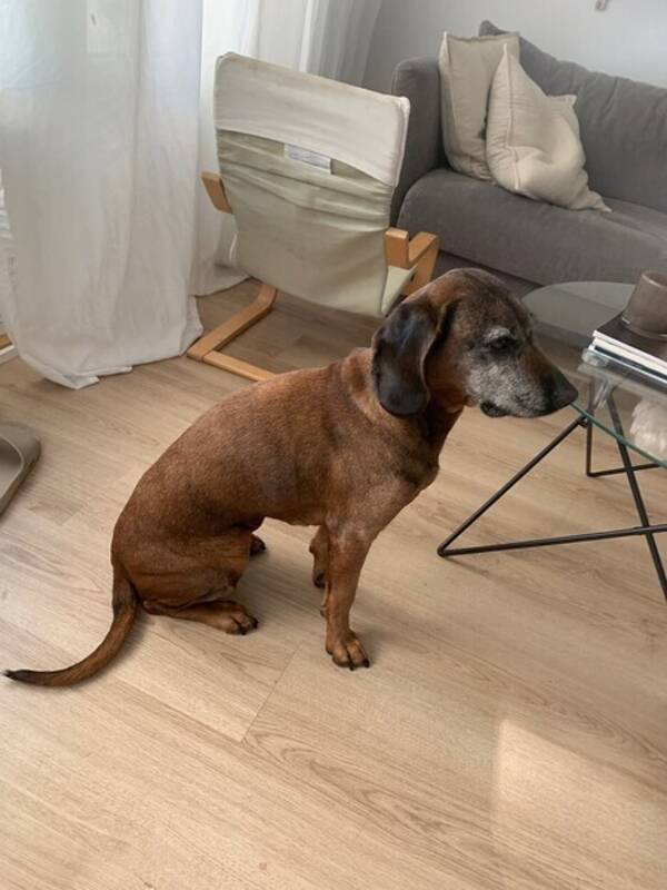 Hund - Alice. 14 r 