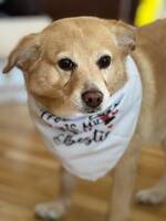 Liten blandras Liten blandras