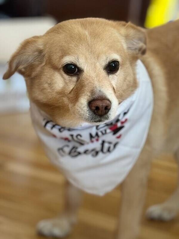 Hund - Liten blandras 