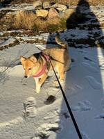 Blandras tik Blandras tik