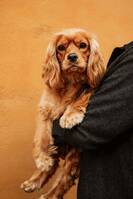 Cockaliern Ella Cockaliern Ella