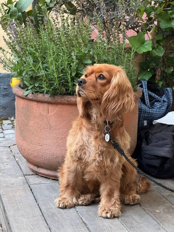 Hund - Cockaliern Ella 